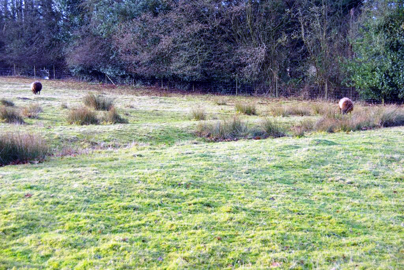Ancient Ridge and furrow field